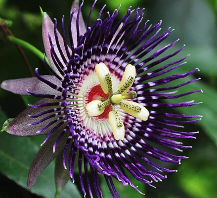 Passionfruit flower